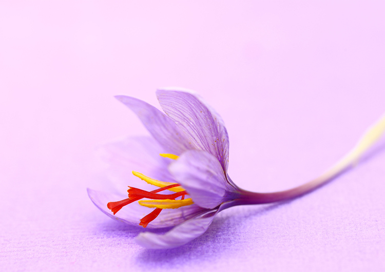 گل ارغوانی زعفران بهرنگ