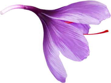 گل زعفران بهرنگ، به رنگ طبیعت
